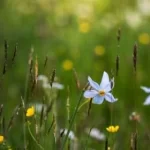 Ancient Love Spells