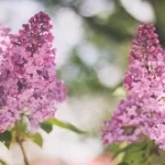 Are Love Spells Real