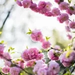 Hoodoo Love Spells