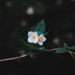 Simple Love Spells That Work Immediately