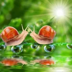 Black Magick Love Spells