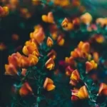 Social Media Love Spells Psychic Medium Services