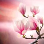 Stop Cheating Love Spells That Work Fast To Stop Infidelity