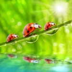 Strengthen Love Using Love Spells