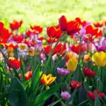 Types Love Spells America Love Spells