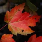 White Magic Spells Beginners Free Love Spells