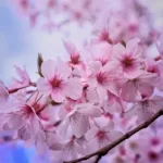 Beauty Spell Chant