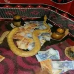 Mamlambo snake for money