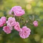 Real Life Love Spells