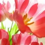 Free Psychic Instant Messaging