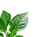 Traditional Healer Work