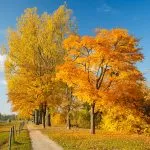 Read more about the article Spell Casters that Charge After Results