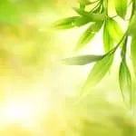 What does being a sangoma mean?