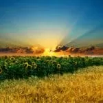 Traditional Healer on Whatsapp