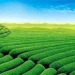 Powerful Traditional Healers in South Africa