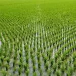 Zulu Traditional Healer