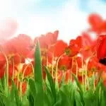 Read more about the article Free Stop Cheating Spells