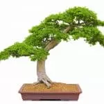 Call Me Spell Bay Leaf