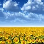 Best Traditional Healer in Zimbabwe