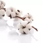 Traditional Healer in Vaal