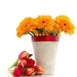 Traditional Healer Wikipedia