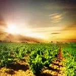 Registered Traditional Healers in South Africa