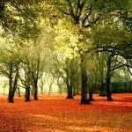 Traditional Healer Practice Number Verification