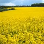 Cheap Love Spells That Work Immediately