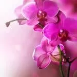 Traditional Healer in Eastern Cape