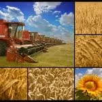 Traditional Healer Remedies