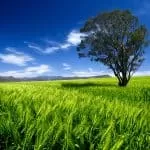 Best Traditional Healing in South Africa