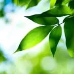 Magic Rings For Money