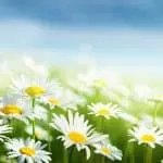 Traditional Healer Bloem