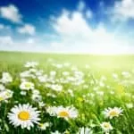 Traditional Healer in Jane Furse