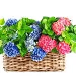 Cast Voodoo Love Spells To Make Someone Love You