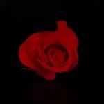 Easy Forgiveness Spells