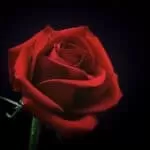 Adore Spells Recover Ex Quick