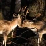 Red candle love spell | Easy love spells with red candle | Red candle for love | Candle magic love spell.