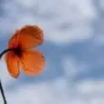 Free love spells that work fast | Free love spells that work overnight | Free love spells that work