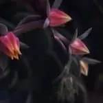 Vampire Transformation | Vampire Transformation Porn | Vampire Spells