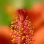 SPELLS FOR PREGNANCY PROTECTION