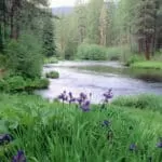 Isikhafulo Esisheshayo | Isikhafulo Sokubuyisa | Isikhafulo Sendoda