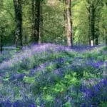 Black Magic Love Spells Recover Ex-Lover Quick