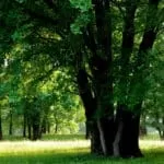 Capable Voodoo Love Spell Finding Life Accomplice Work Quicker