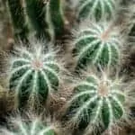 Obsession Spells That Work