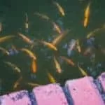 Powerful Job Seeker Spells