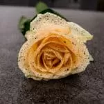 Cast Powerful Job Spells Today