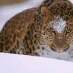 Real Love Spells That Work Fast