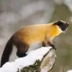 Black Magic For Love Back