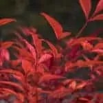 Gay Attraction Spell, gay love spell chant